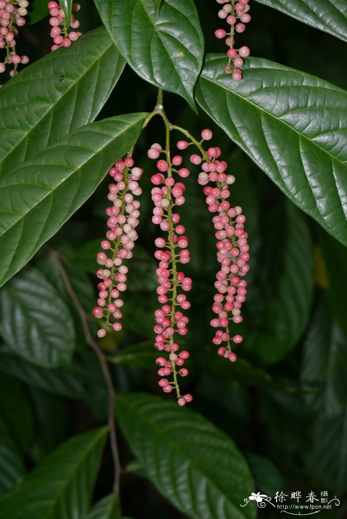 深圳鲜花