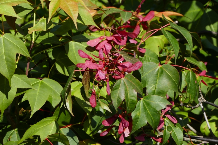 长叶茜草