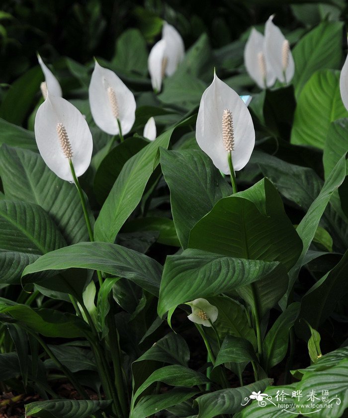 菠菜多少钱一斤?