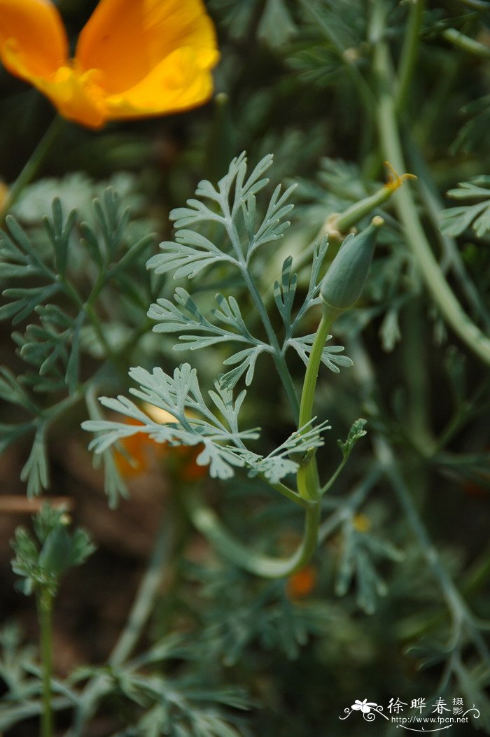 黄花菜图片