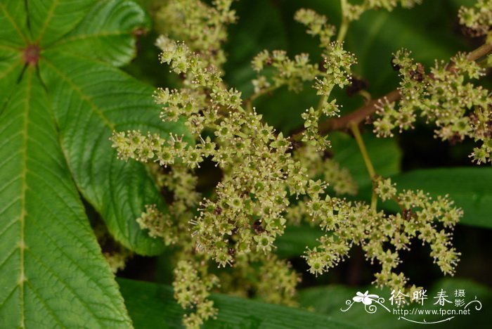 青岛北宅樱桃节