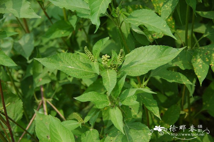 葫芦的样子像什么