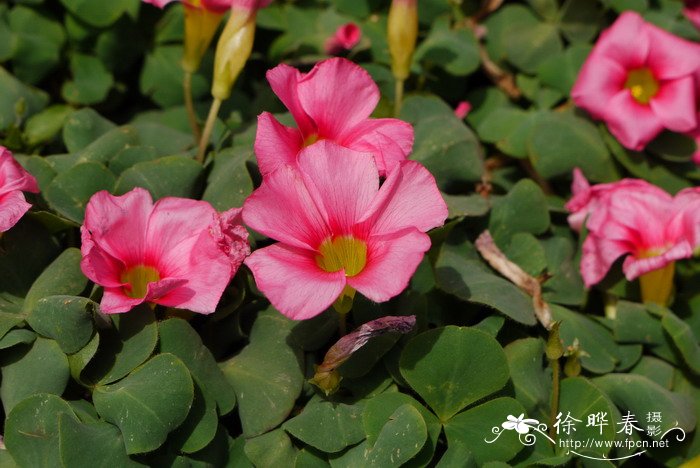 给花浇水什么时间最好