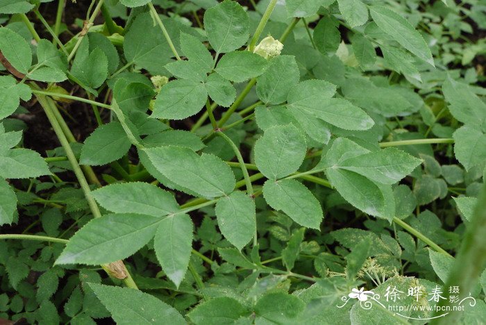 香菇种植