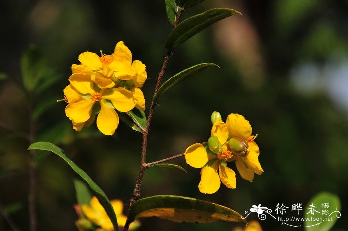 栀子花根