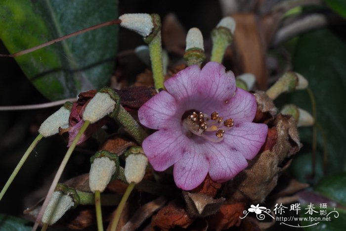 茶花的花语