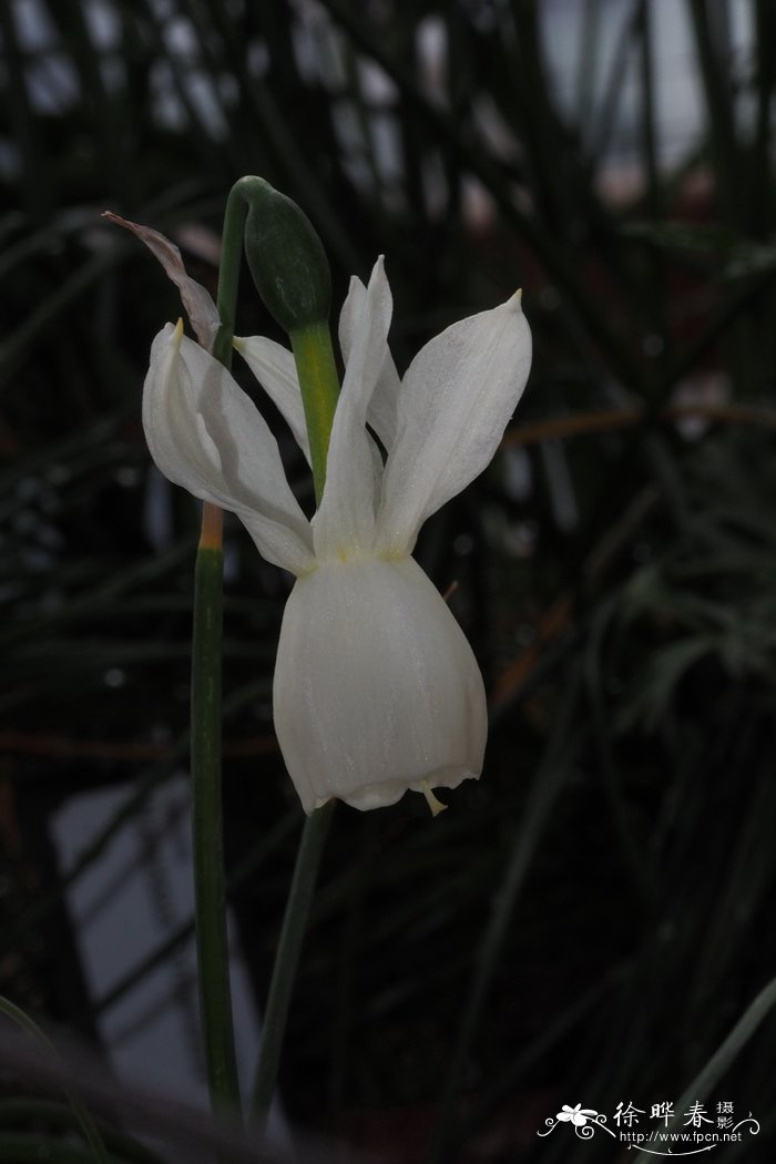 给花浇水什么时间最好