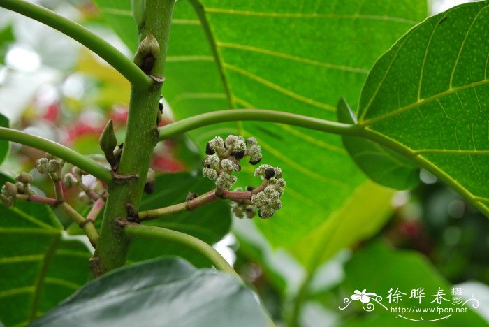 桂花价格