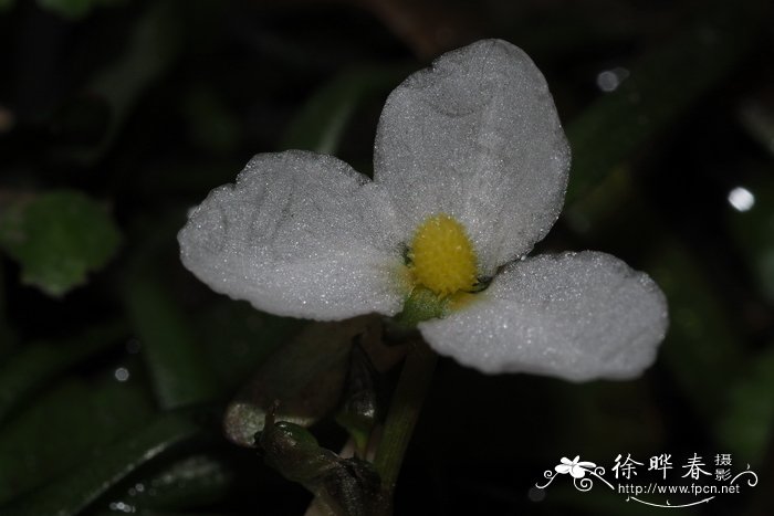 栀子花为什么只长叶子不开花