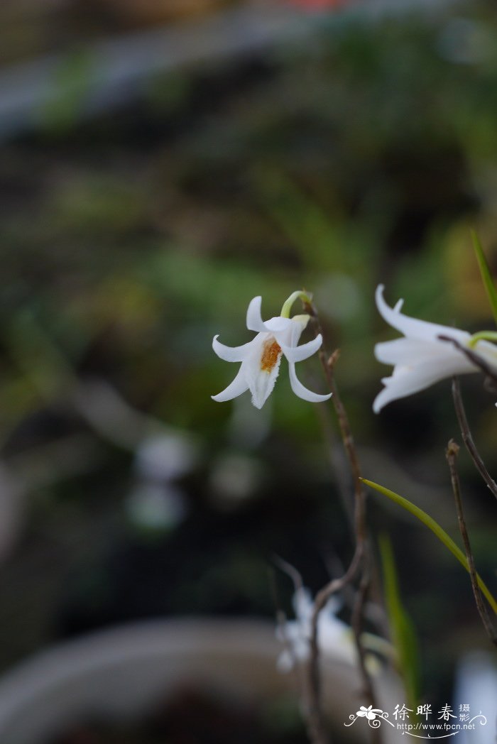 花葱