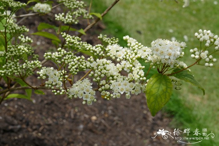 送医生鲜花应该送什么花