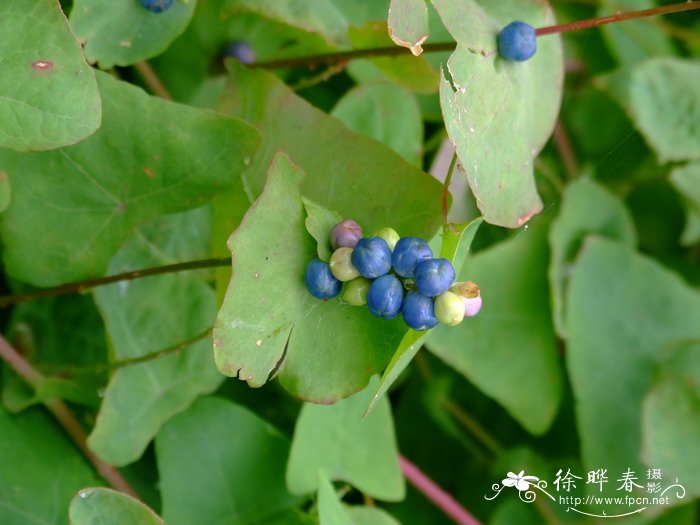 文旦和柚子的区别