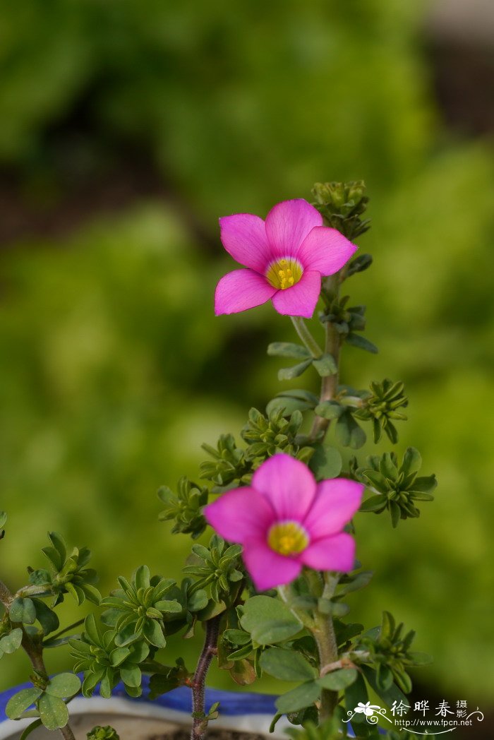 香槟玫瑰花