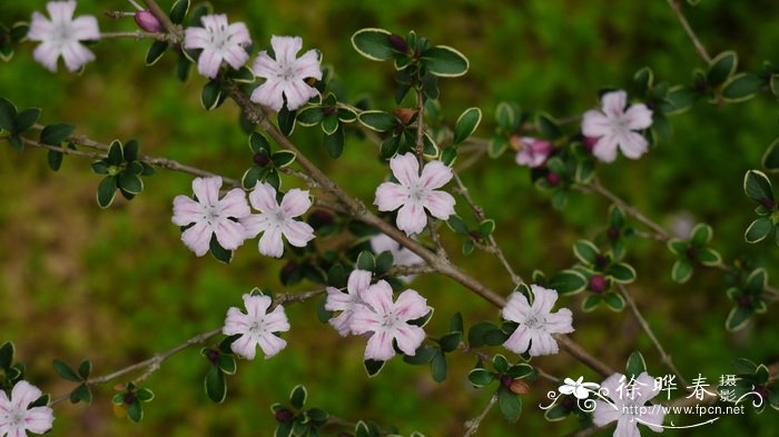 桂花的资料