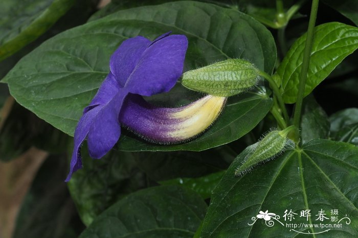 杜鹃花用什么肥料比较好