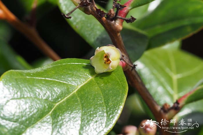 西红柿种植方法和时间