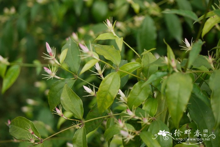 黑色大丽花图片