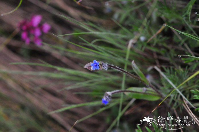 香椿芽的功效与副作用