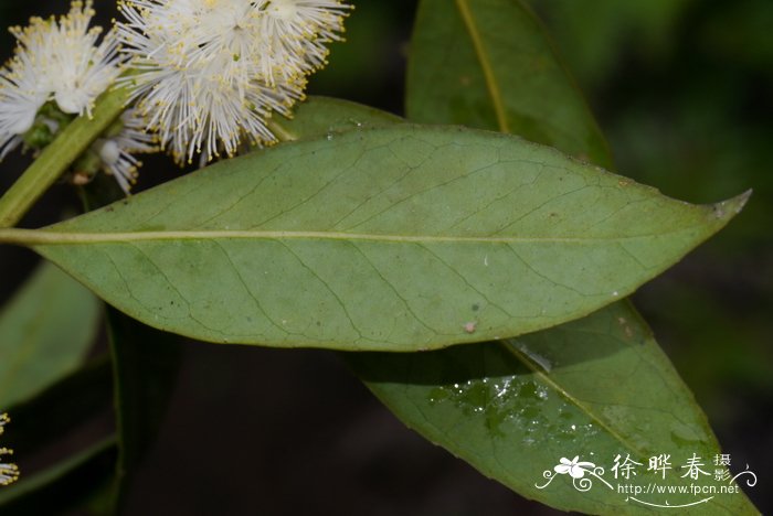 小葫芦种子的种植方法和时间