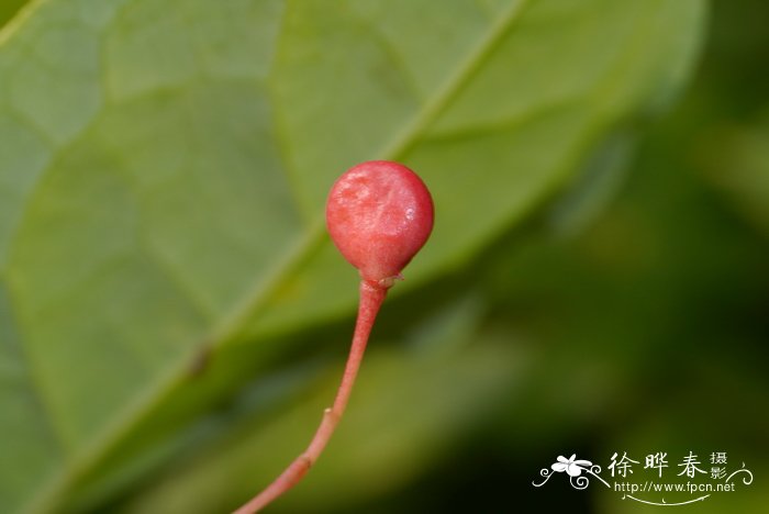 玉兰花的花语