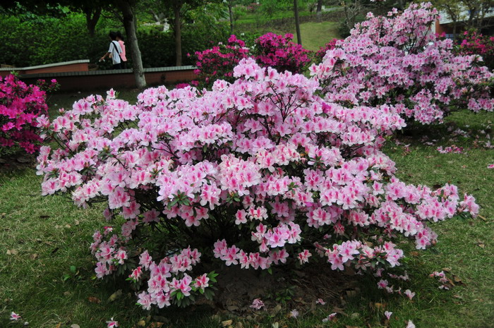 深圳鲜花