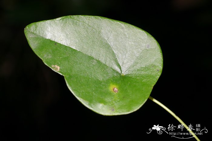 黑芭拉蒂葡萄苗