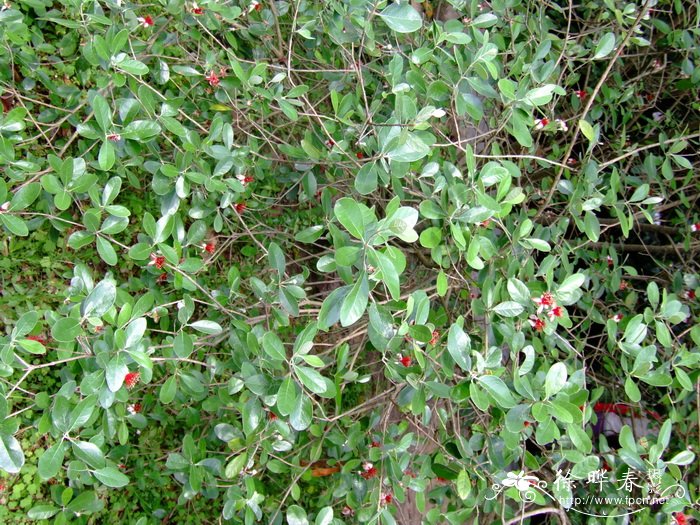 高山杜鹃花图片