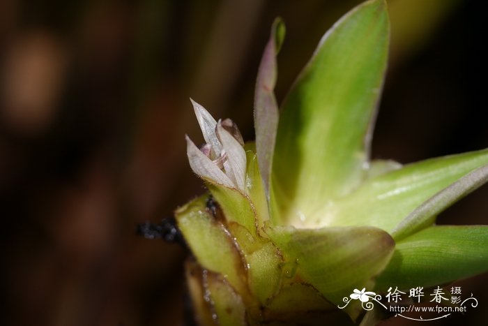 百合花的种植时间方法