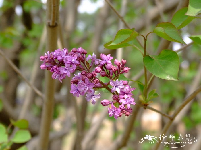 狗芽根种子