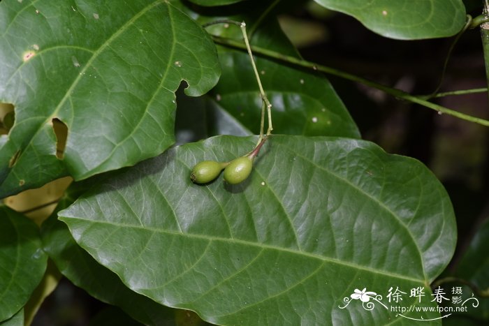 发财树用啤酒养才茂盛