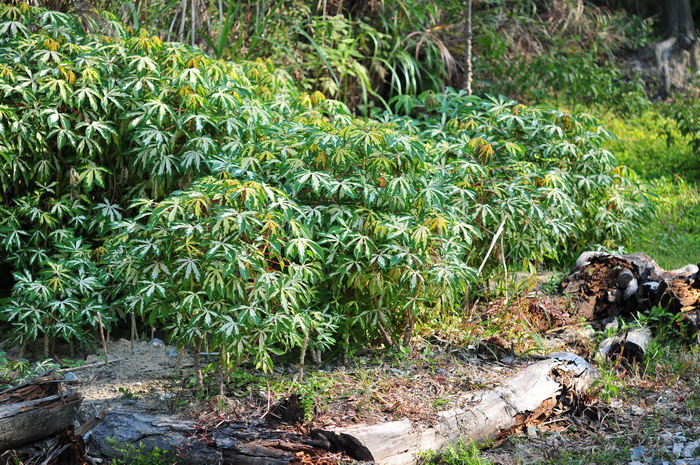 家里养文竹有风水禁忌