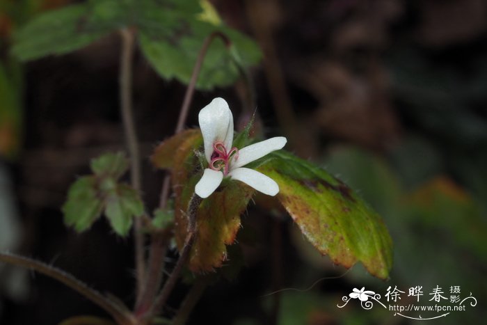 红豆花语