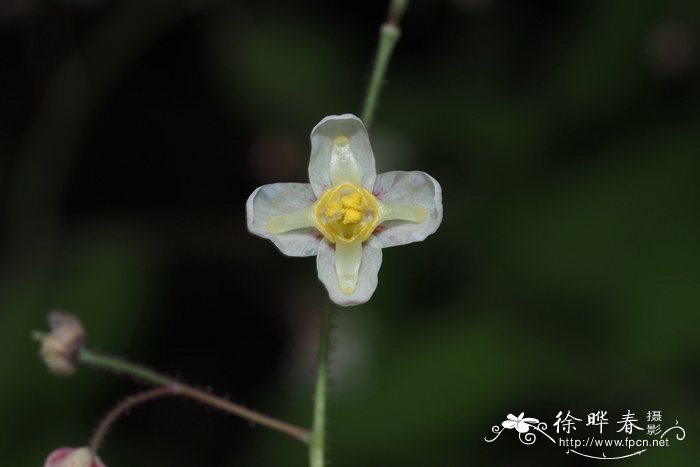 夜来香的花语