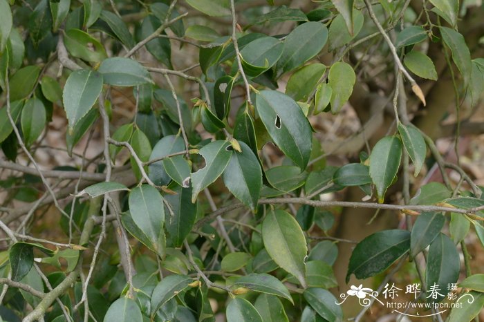 增高鞋男式