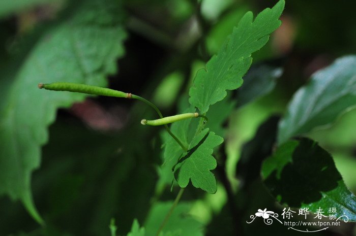 给花浇水什么时间最好