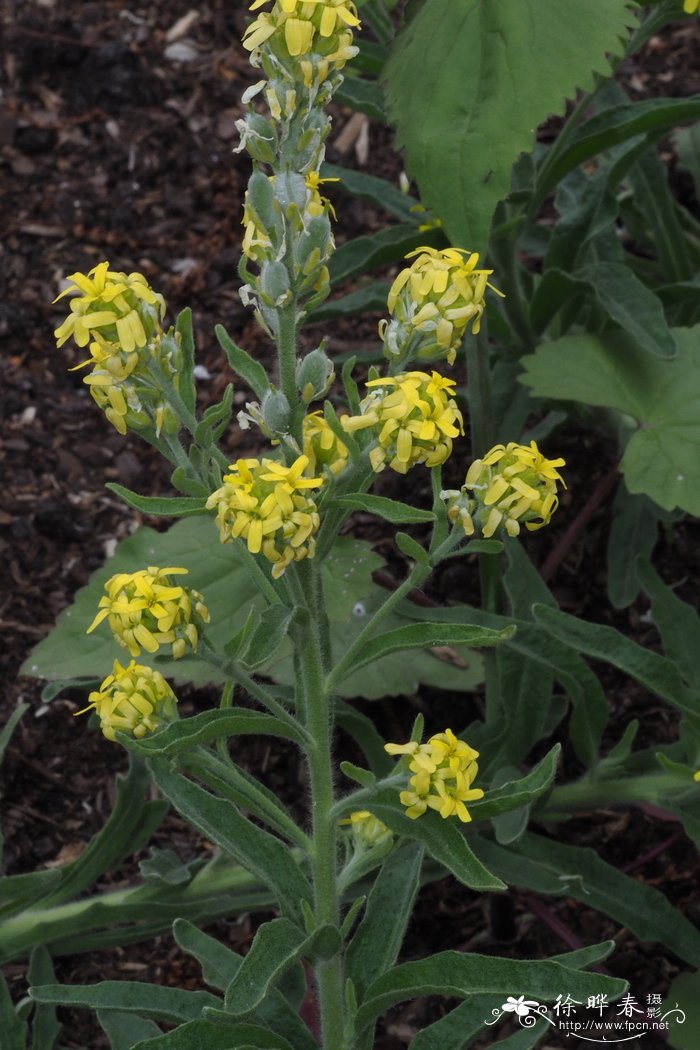 茉莉花茶价格