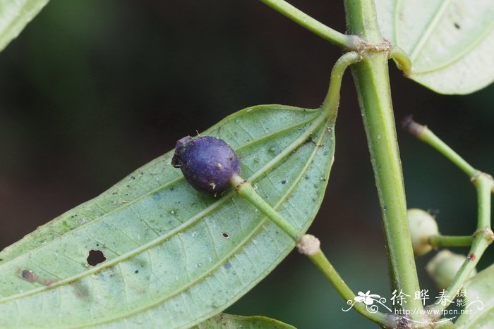 樱花的香味