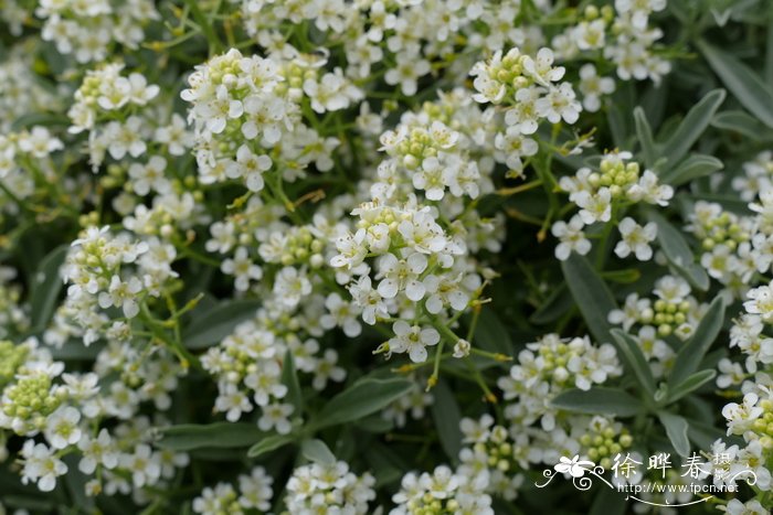 马铃薯种植时间和方法