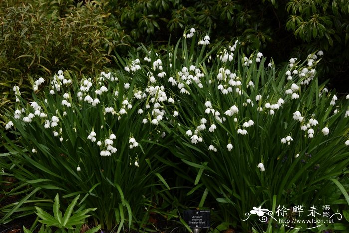 雪柳的花语什么意思