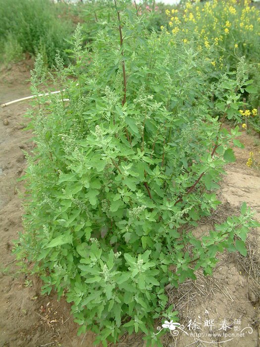 送医生鲜花应该送什么花