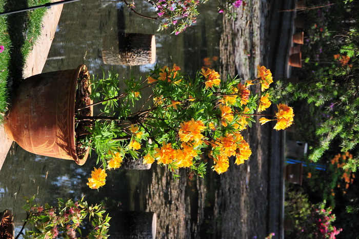 迎春花又名