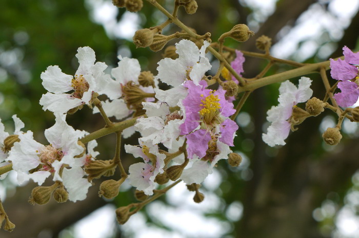 花红果