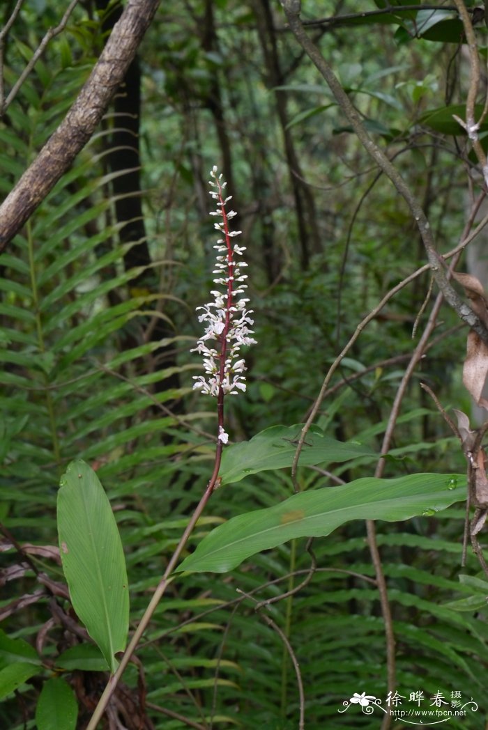 茉莉花开花时间