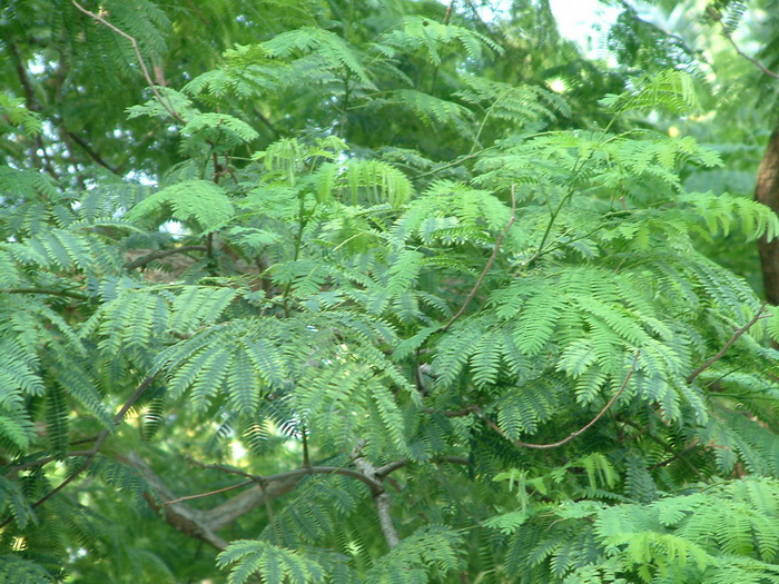 夏天开什么花开