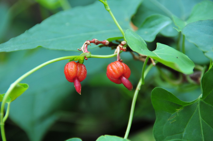 丁香花花语