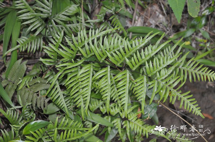 香茅草图片