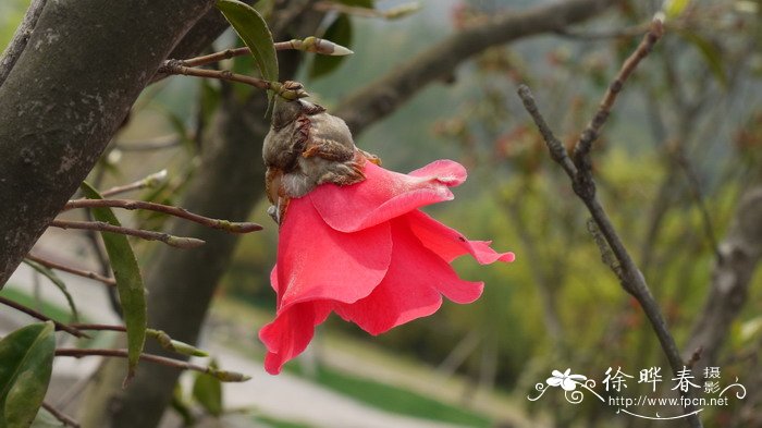 香菇主要产地