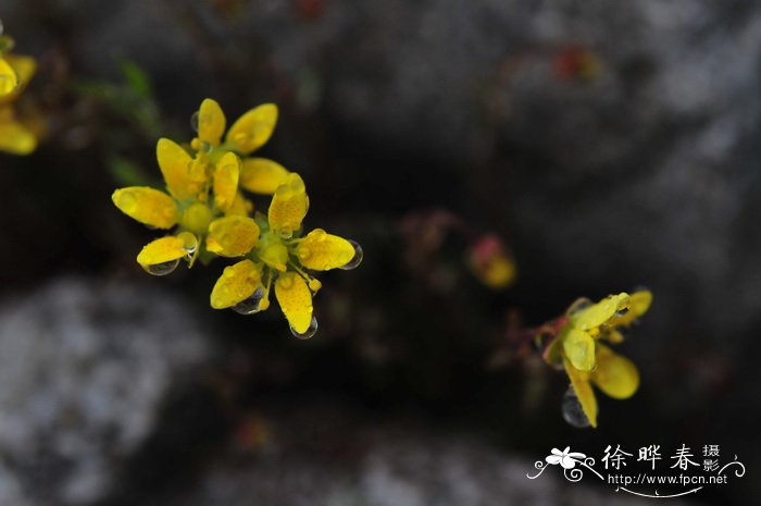 送好朋友鲜花应该送什么