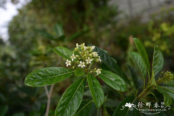 百合种球种植最佳时间