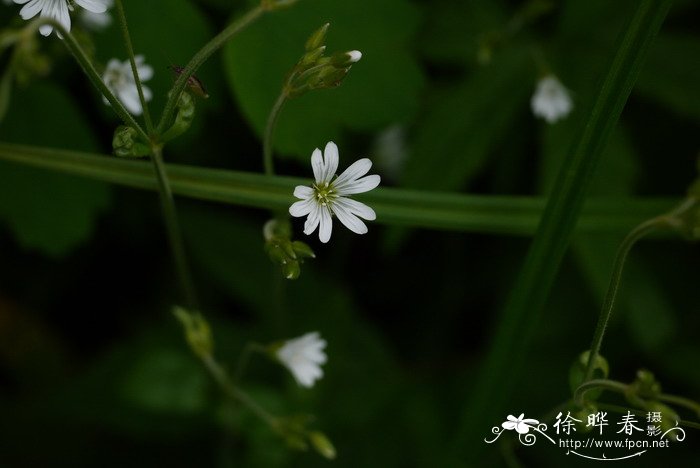 你还知道哪些植物传播种子的方法